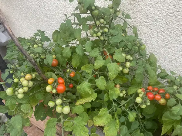 Tomaten: Bajaja rot