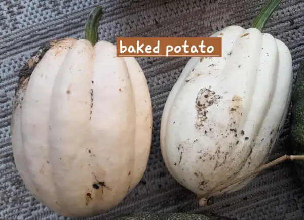 Kürbisse: Baked Potato
