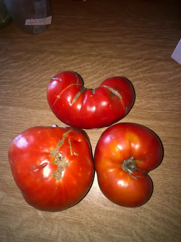 Tomaten: Balazote