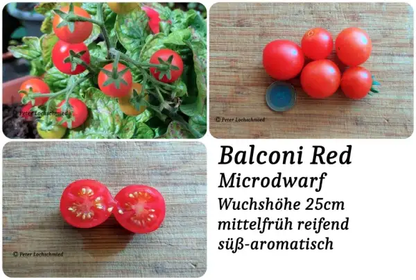 Tomaten: Balconi Red