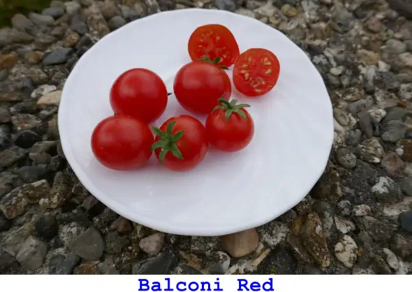 Tomaten: Balconi Red