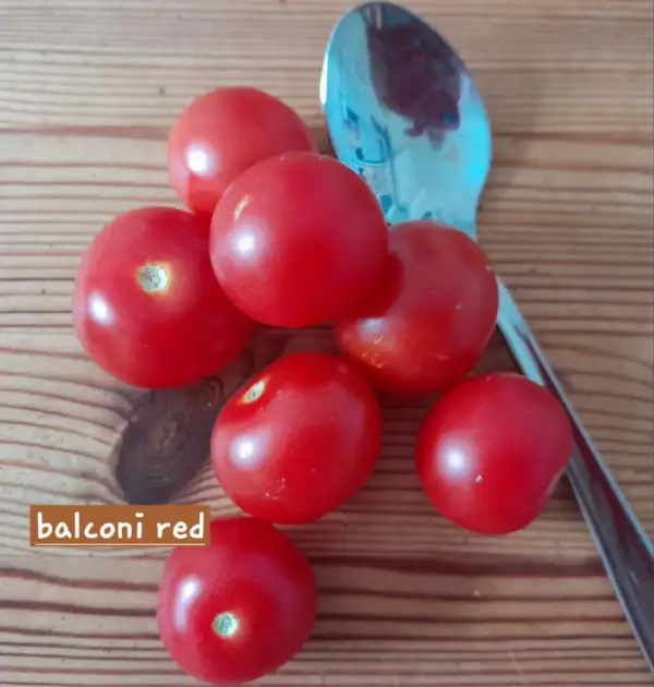 Tomaten: Balconi Red