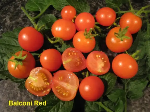 Tomaten: Balconi Red