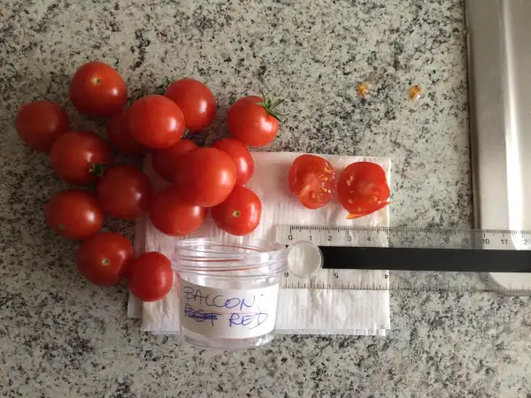 Tomaten: Balconi Red