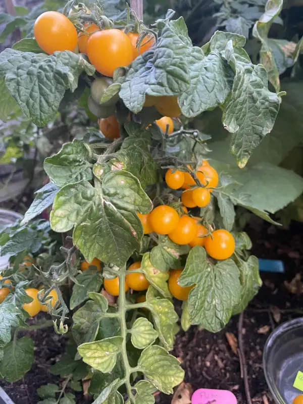 Tomaten: Balconi Yellow - Zwergtomate