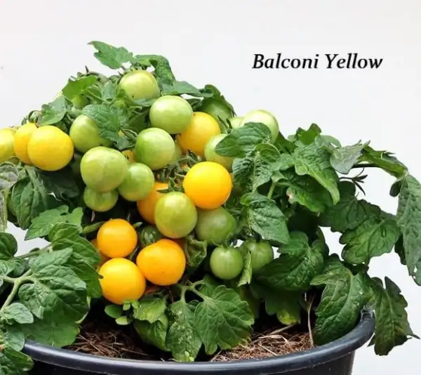 Tomaten: Balconi Yellow