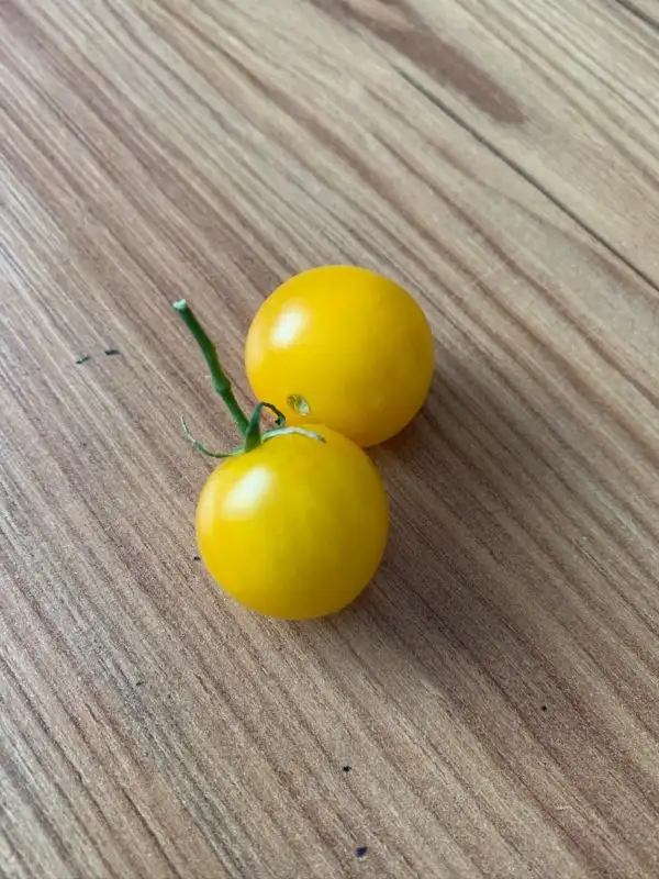 Tomaten: Balconi Yellow