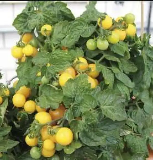 Tomaten: Balconi Yellow