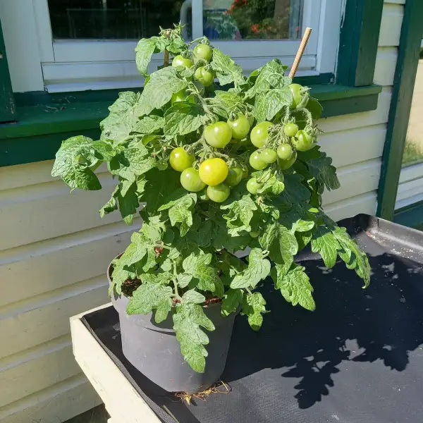 Tomaten: Balconi Yellow