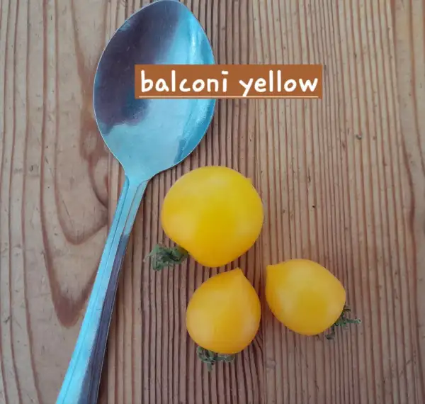 Tomaten: Balconi Yellow
