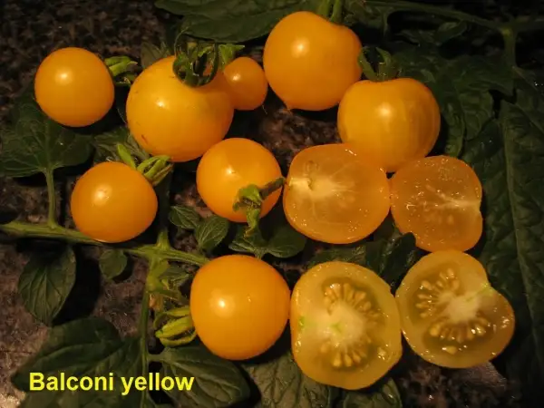 Tomaten: Balconi Yellow