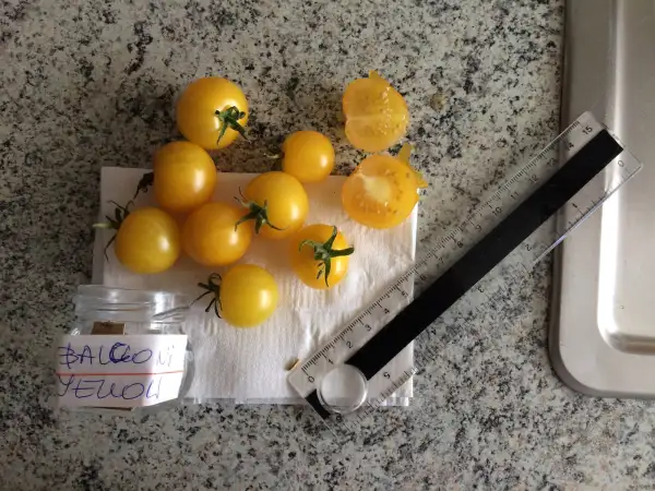 Tomaten: Balconi Yellow