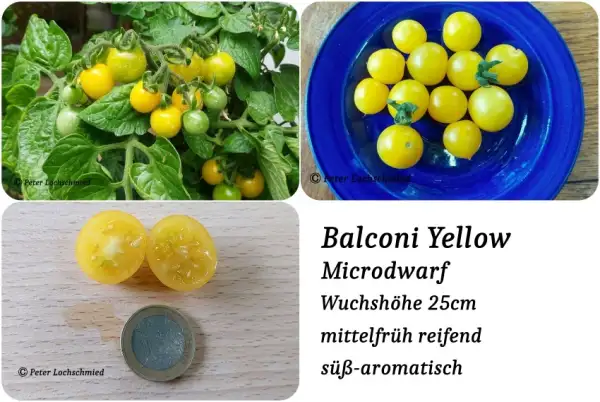 Tomaten: Balconi Yellow Microdwarf
