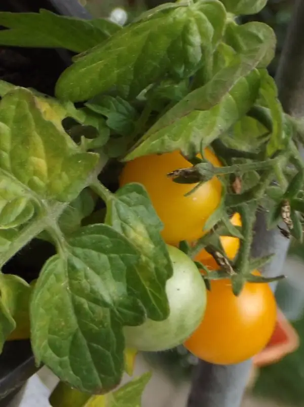 Tomaten: Balcony yellow