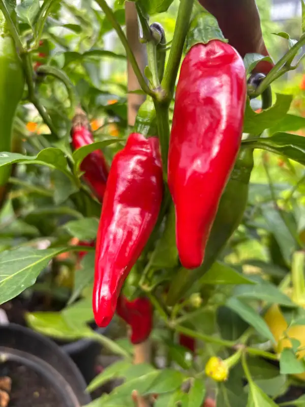 Chili / Paprika: Balik Biber - Schärfe 3
