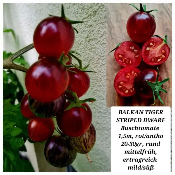 Tomaten: BALKAN TIGER STRIPED (DWARF)