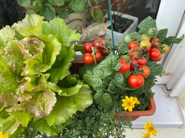 Tomaten: Balkon-Star