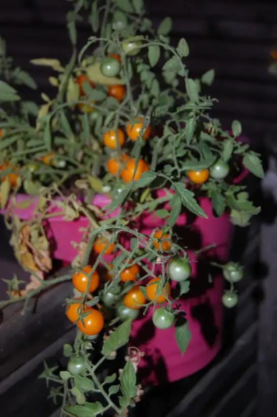 Tomaten: Balkonhängetomate gelb/klein