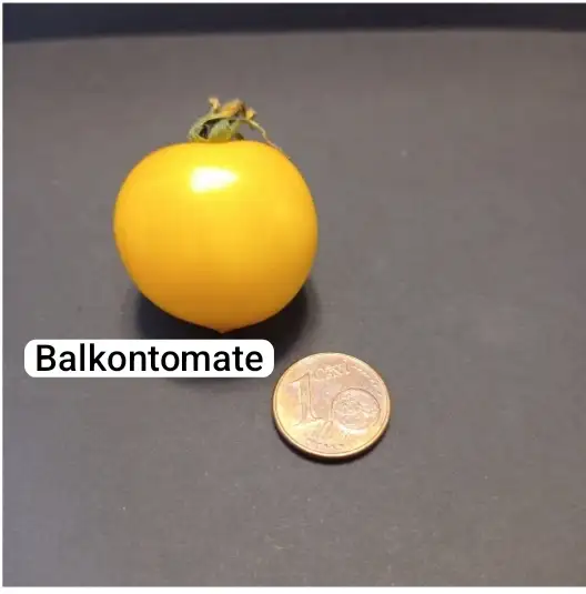 Tomaten: Balkontomate gelb