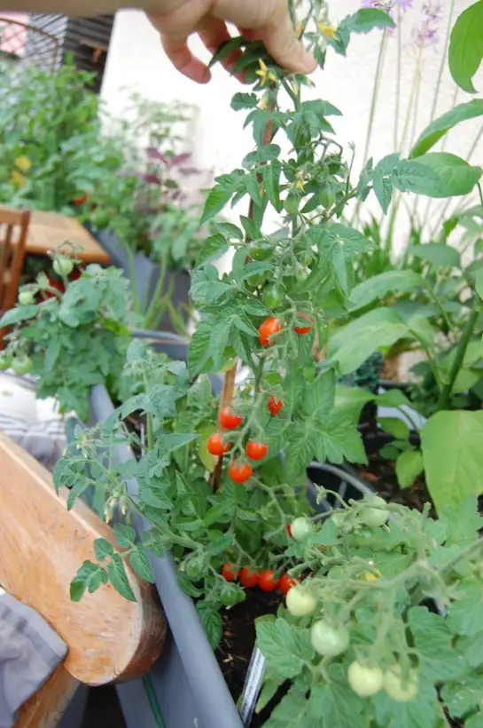 Tomaten: Balkontomate Ines