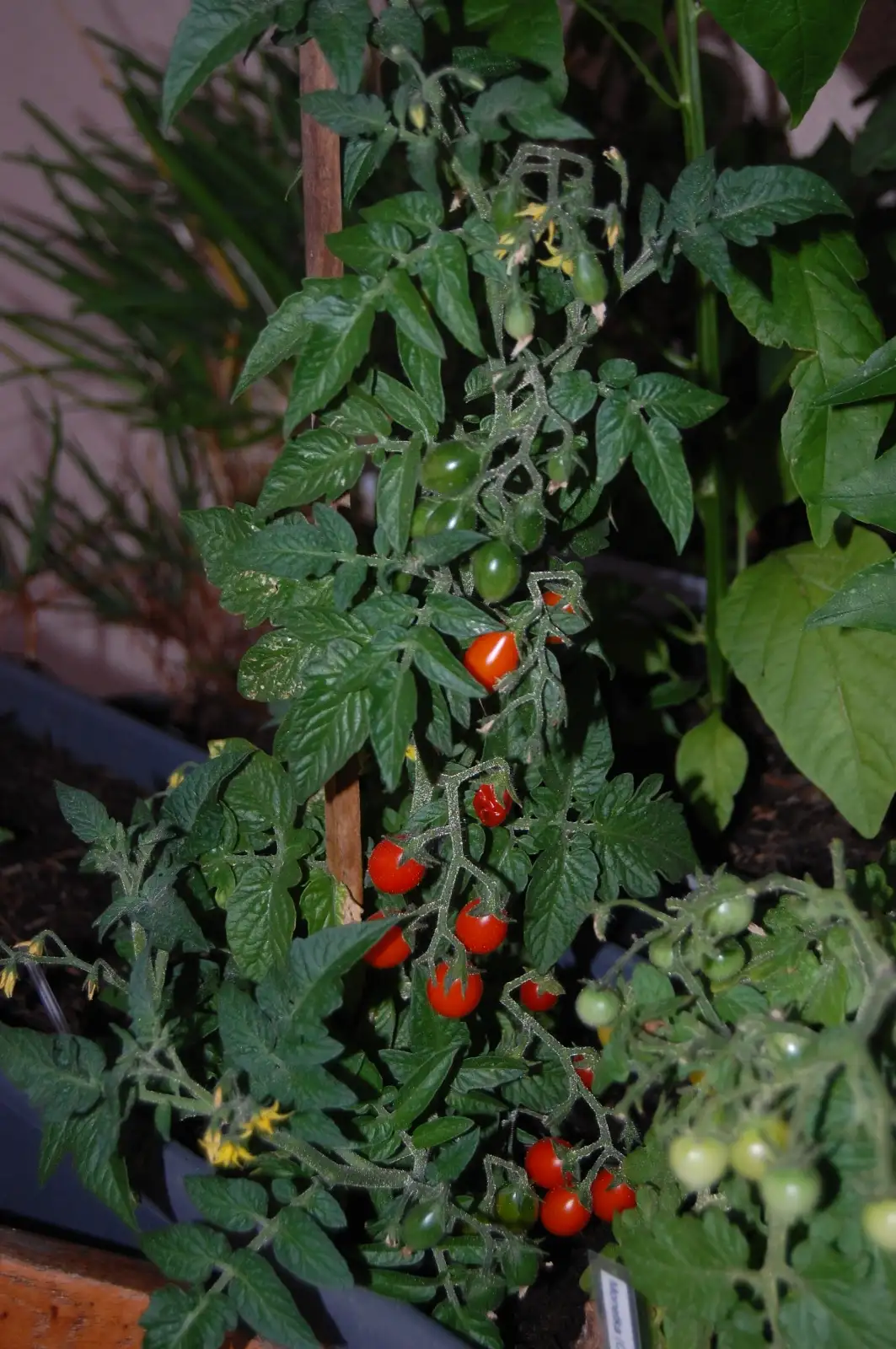 Tomaten: Balkontomate Ines