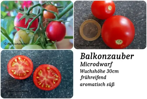 Tomaten: Balkonzauber