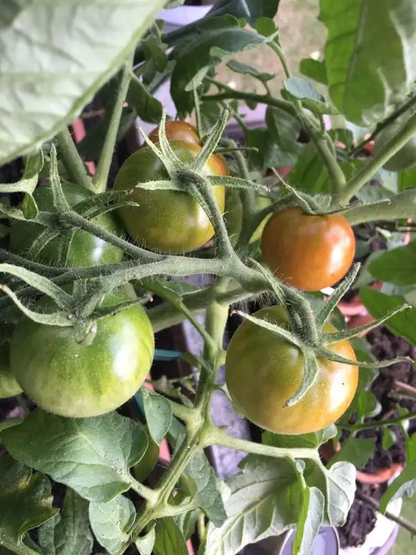 Tomaten: Balkonzauber