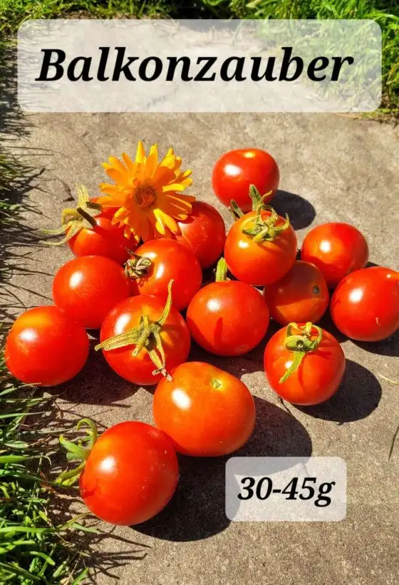 Tomaten: Balkonzauber