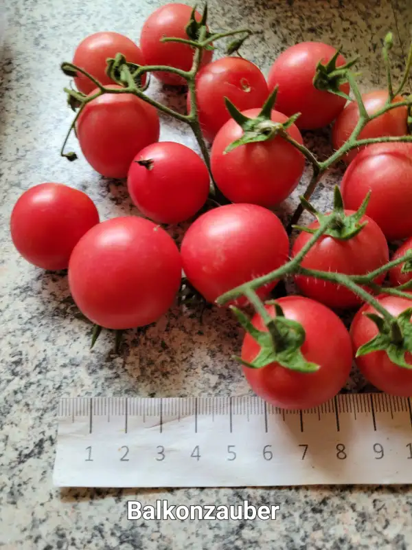 Tomaten: Balkonzauber