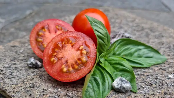 Tomaten: Balkonzauber Buschtomate
