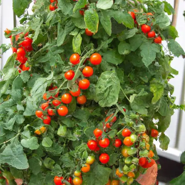 Tomaten: Balkonzauber (Dwarf)