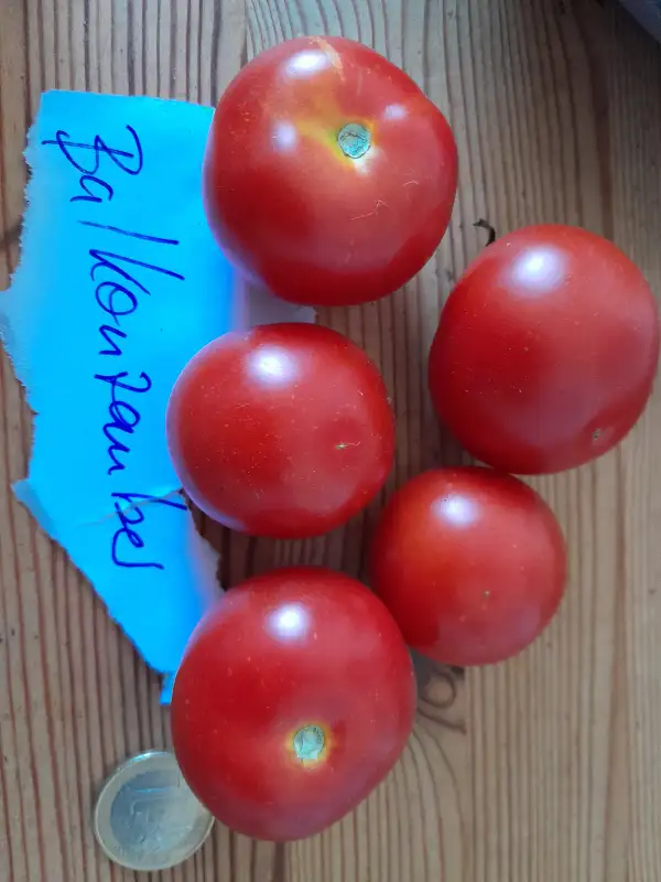 Tomaten: Balkonzauber rot