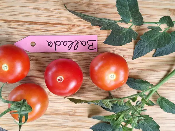 Tomaten: Ballada - Zwergtomate