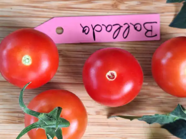 Tomaten: Ballada - Zwergtomate