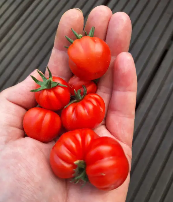 Tomaten: Ballen Multiflora