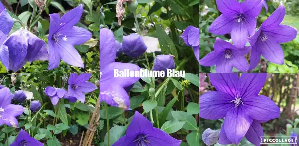 Blumen: Ballonblume Blau