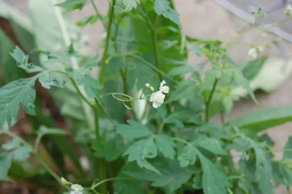 Blumen: Ballonrebe, Herzsamen (Cardiospermum halicacabum)