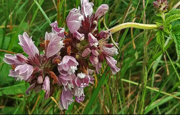 Blumen: Balsamstrauch