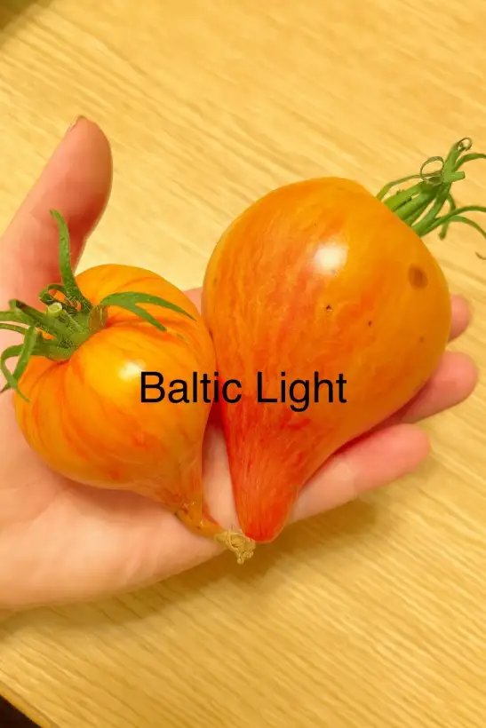 Tomaten: Baltic light