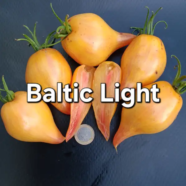 Tomaten: Baltic light