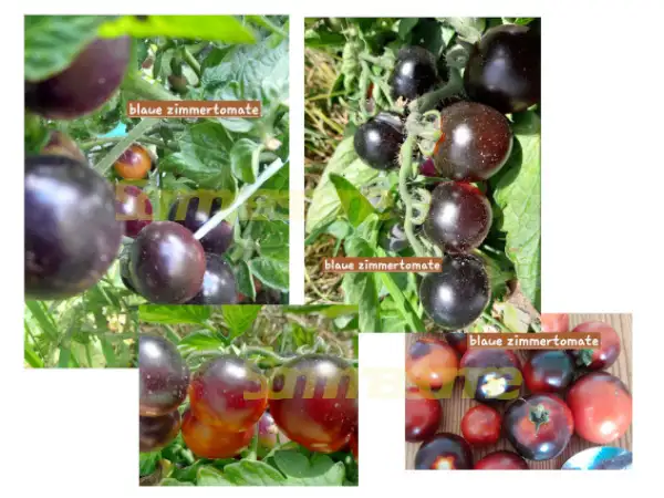 Tomaten: Balue Zimmertomate