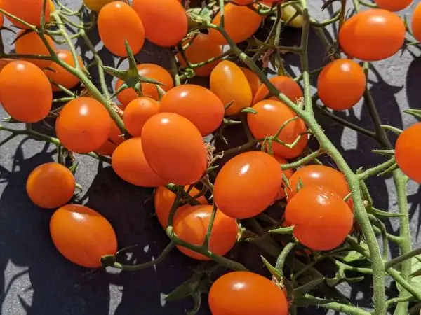 Tomaten: Bamano