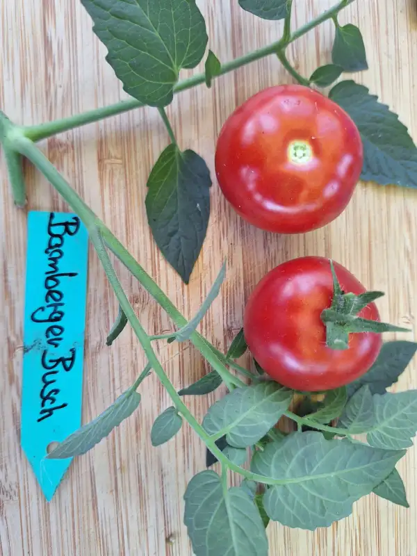 Tomaten: Bamberger Busch