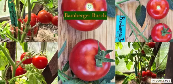 Tomaten: Bamberger Busch