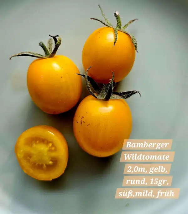 Tomaten: Bamberger Wildtomate