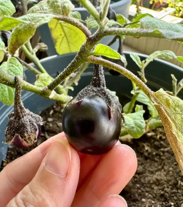 Auberginen: Bambino