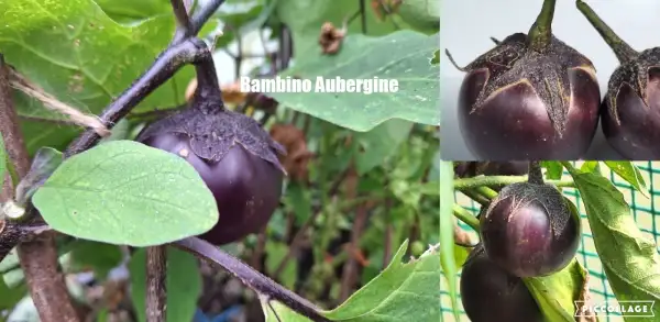 Auberginen: Bambino
