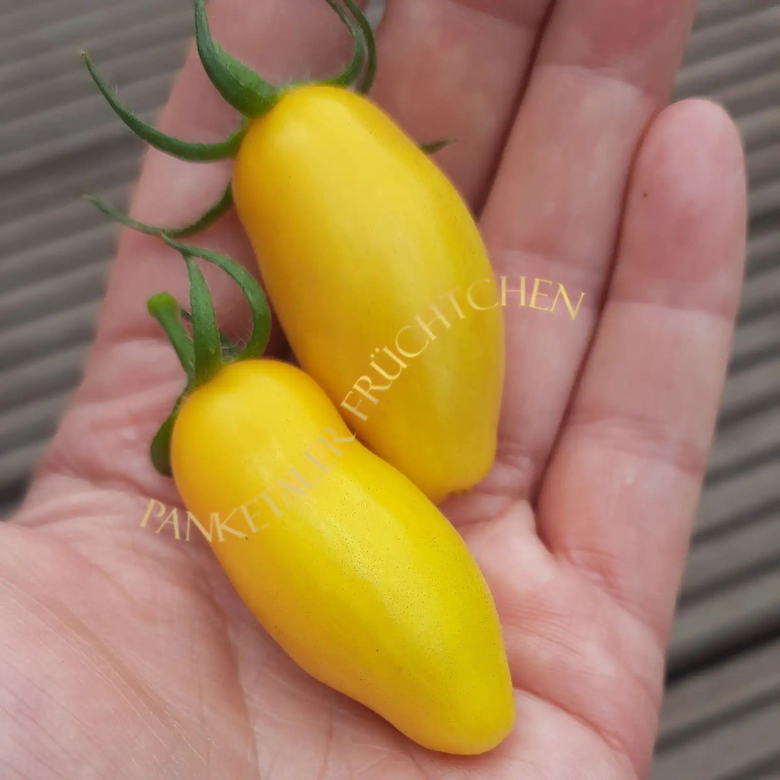 Tomaten: Banana Legs