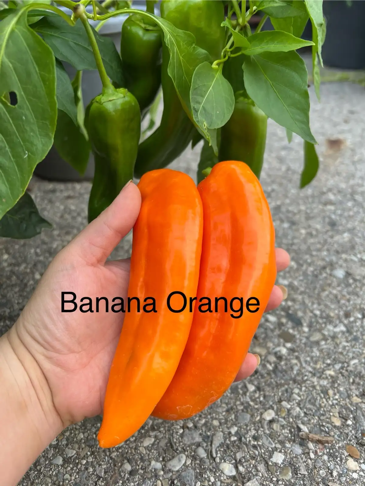 Chili / Paprika: Banana orange