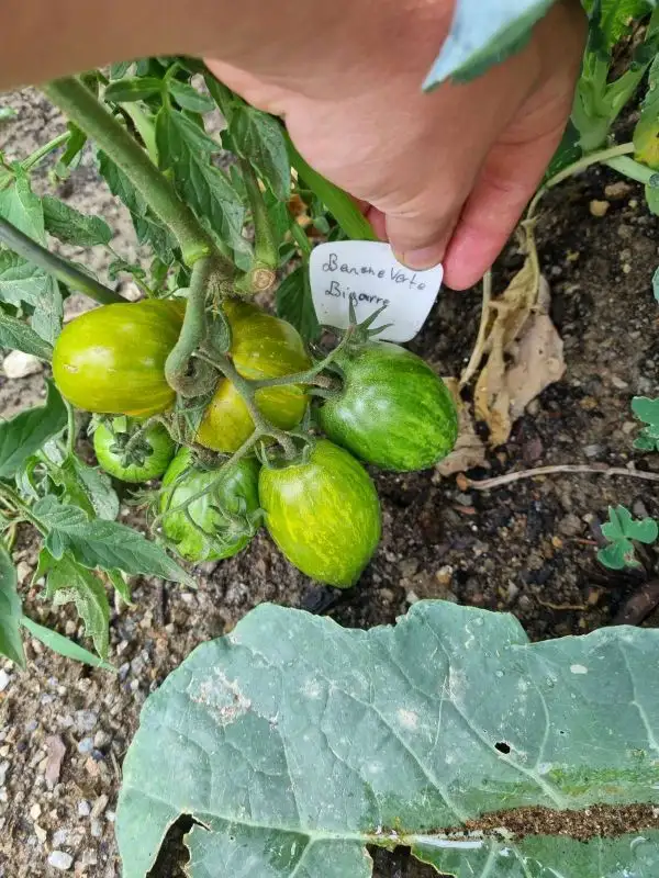 Tomaten: Banana Verte Bigarre